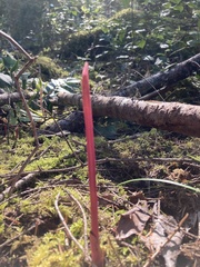 Corallorhiza maculata