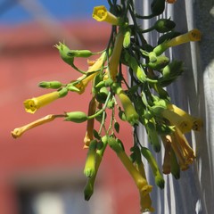 Nicotiana glauca