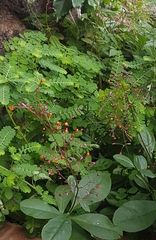 Angiospermae