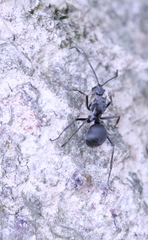 Polyrhachis illaudata