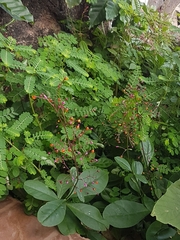 Angiospermae