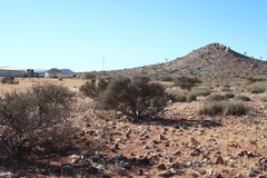 Boscia foetida foetida