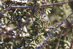 Boscia foetida foetida