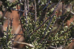 Boscia foetida foetida