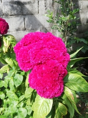 Celosia
