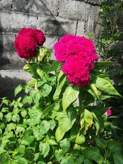 Celosia