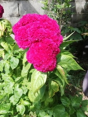 Celosia