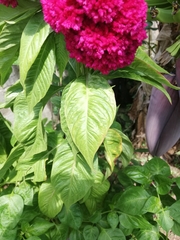 Celosia
