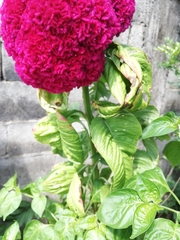 Celosia