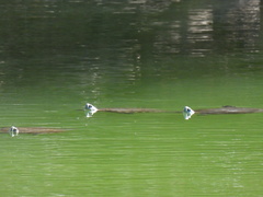 Trachemys hartwegi