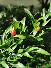 Danae racemosa