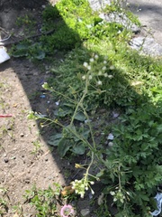 Capsella bursa-pastoris