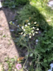 Capsella bursa-pastoris