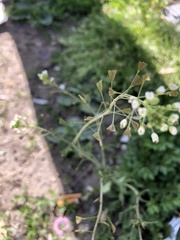 Capsella bursa-pastoris