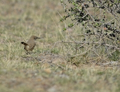 Ochetorhynchus phoenicurus