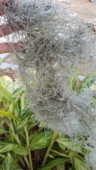 Tillandsia usneoides