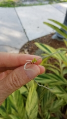 Tillandsia usneoides