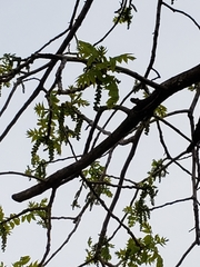 Juglans nigra