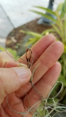 Tillandsia usneoides
