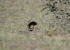 Ochetorhynchus phoenicurus