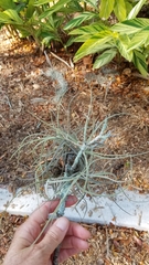 Tillandsia recurvata