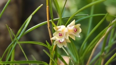 Ponera juncifolia