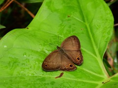 Euptychoides