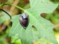 Cyrtonota