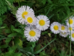 Erigeron pulchellus pulchellus