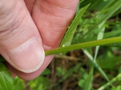 Erigeron pulchellus pulchellus