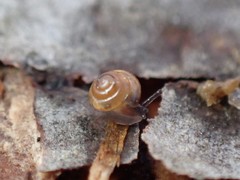 Euconulidae