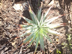 Aloe pretoriensis
