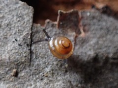 Euconulidae