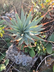 Aloe pretoriensis