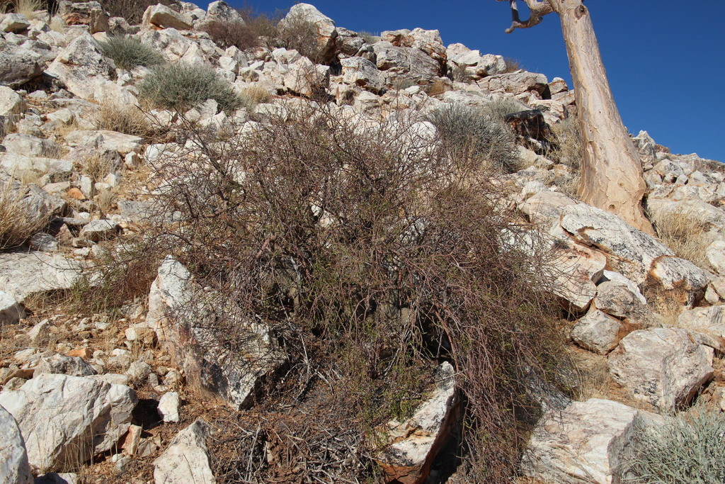 Commiphora gracilifrondosa, R353 N of Pofadder at Kobas
