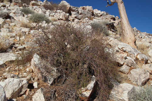 Commiphora gracilifrondosa