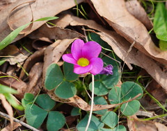 Oxalis purpurea