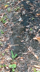 Marpesia merops