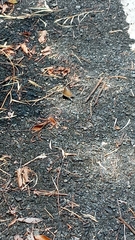 Marpesia merops