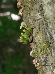 Orthotrichum ohioense