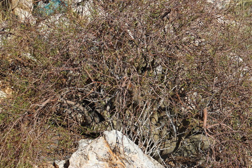 Image of Commiphora gracilifrondosa by (c) Tony Rebelo, some rights reserved (CC BY-SA)