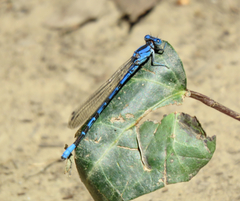Argia vivida
