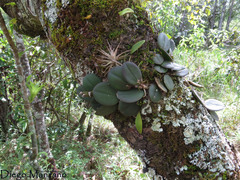 Meiracyllium trinasutum