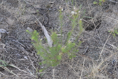Baccharis ulicina