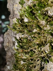 Forsstroemia trichomitria