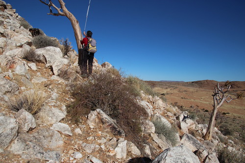 Commiphora gracilifrondosa