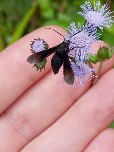 Pompiliodes postica