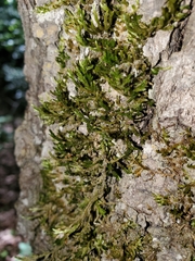 Forsstroemia trichomitria