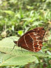 Oxeoschistus simplex