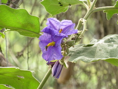 Solanum crinitum